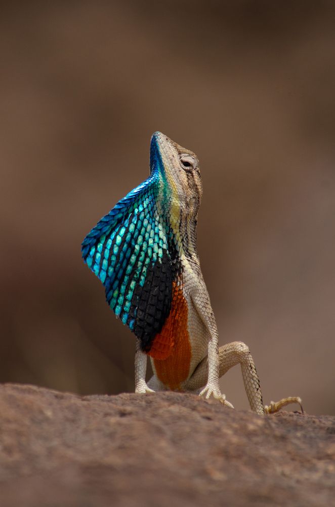 Romeo of the grasslands (Fan Throated Lizard)