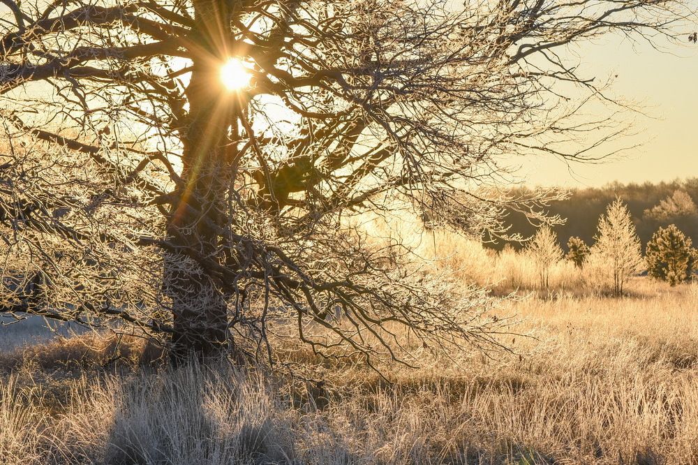 Рассвет в дубах