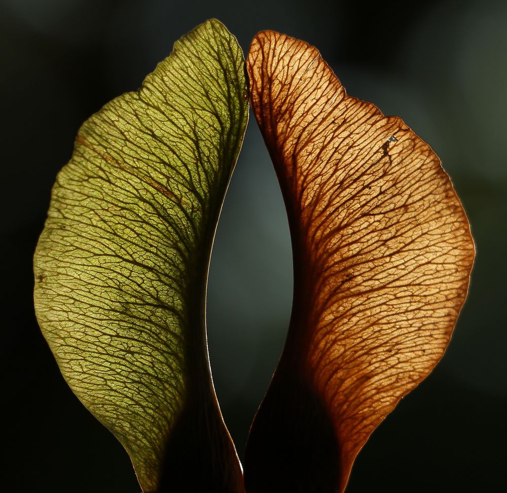 Symetry of maple seeds.