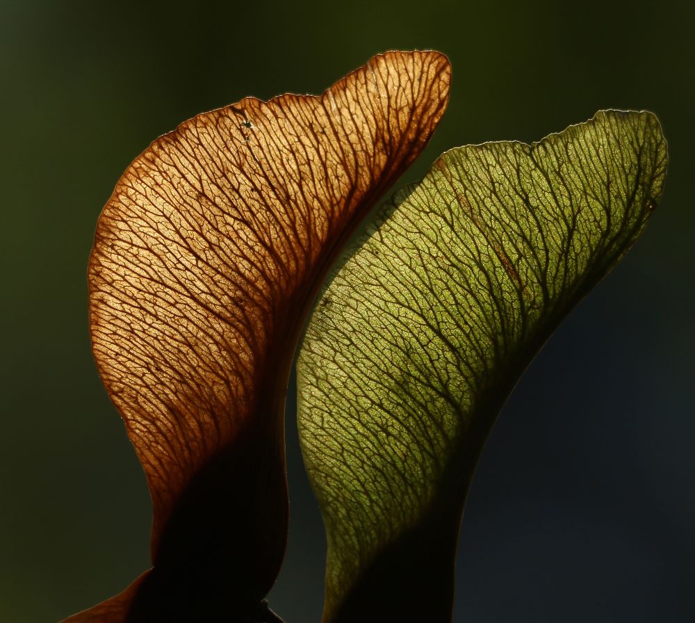 Symetry of maple seeds.