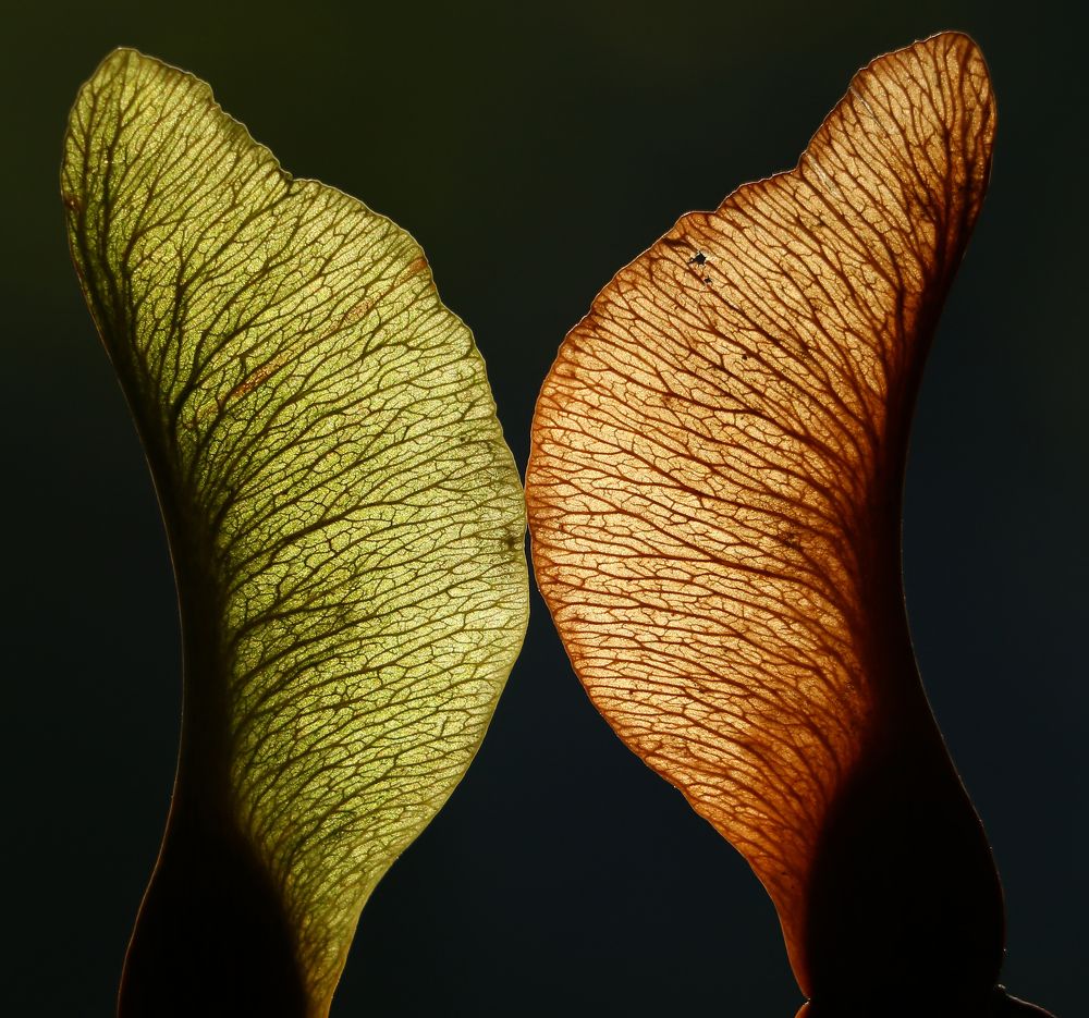 Symetry of maple seeds.