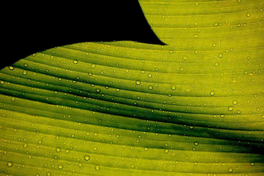 Banana leaf