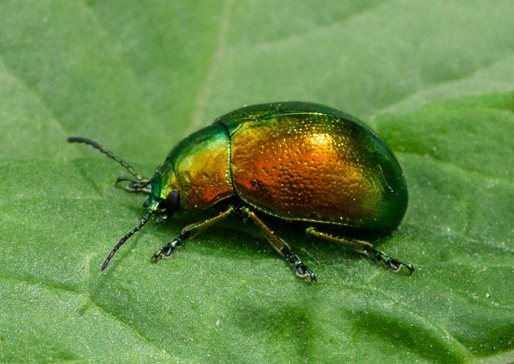 Переливающийся жук.