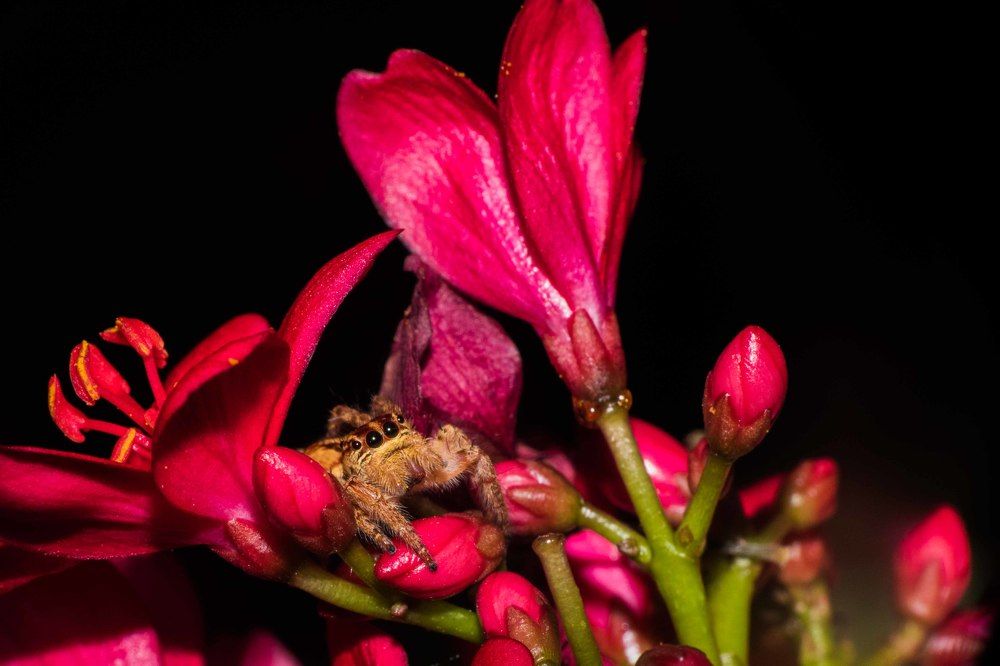 Looking for Breakfast