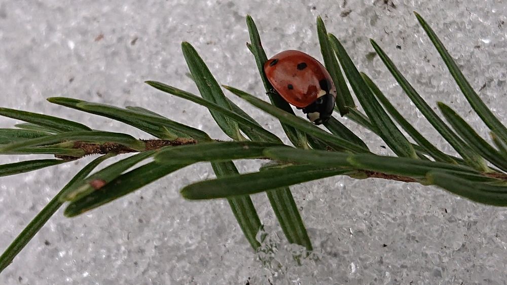 Red in snow