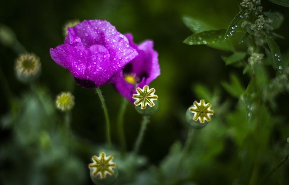 Травы-муравы