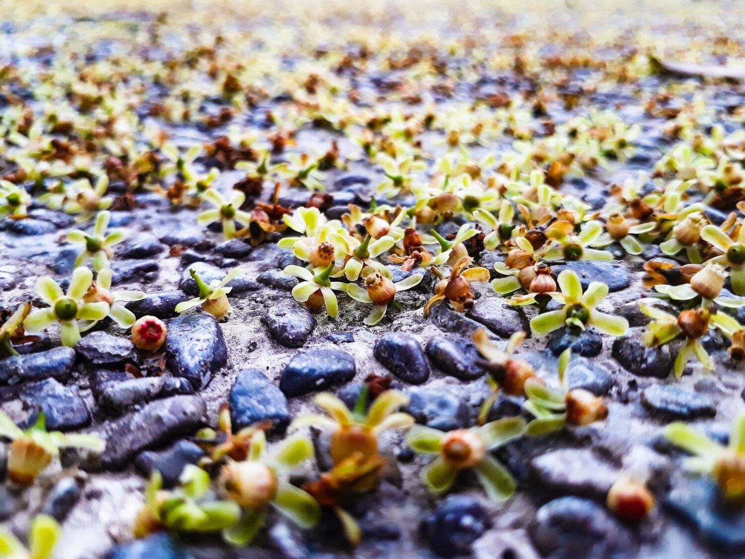 Flowers of Balingasag Tree