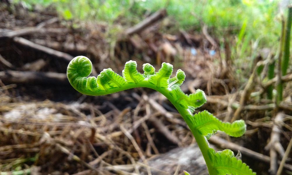 Wild Fern