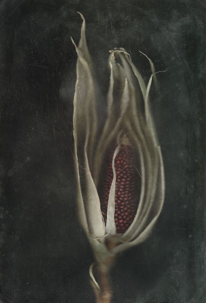 Призраки природы