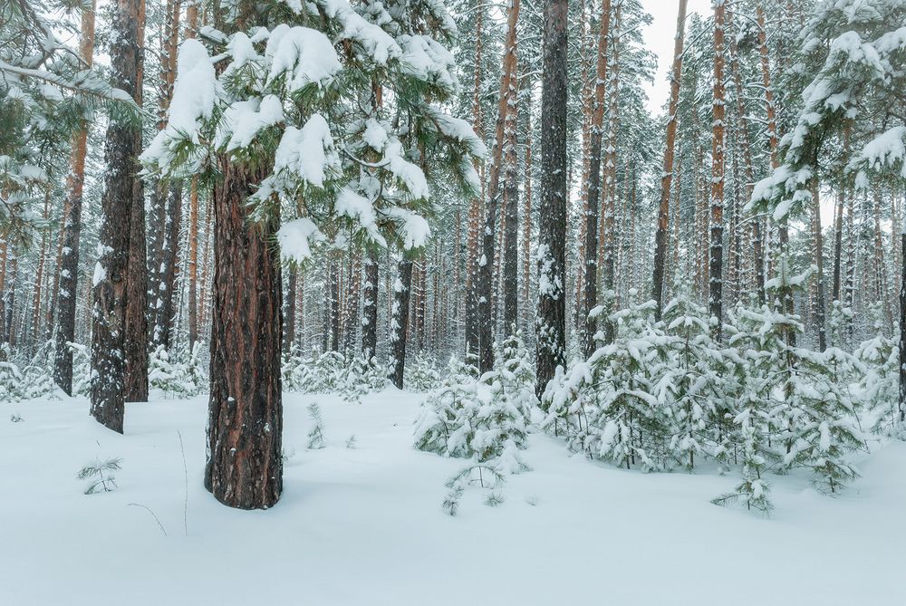 Барнаульский ленточный бор