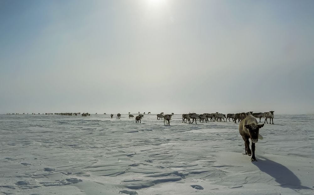 Оживляющие пейзаж