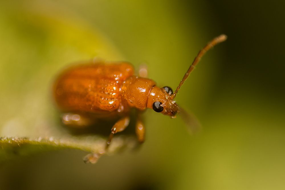Leaf Beetle - one