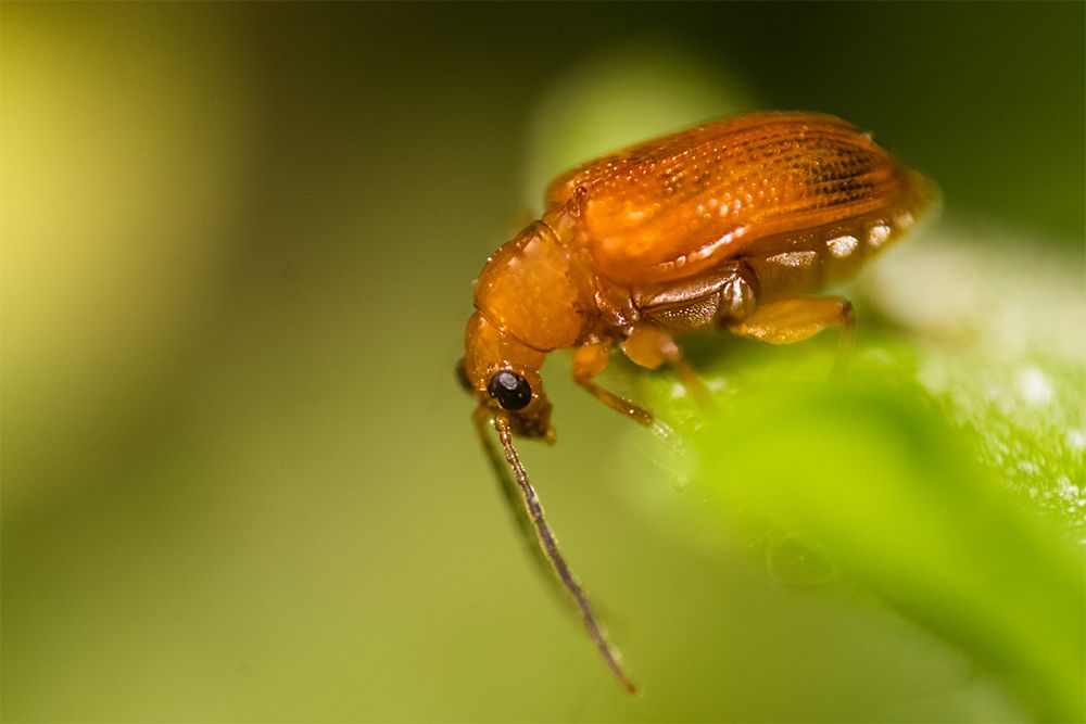 Leaf Beetle - two
