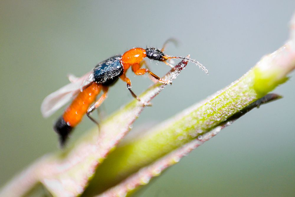 Paederus Beetle