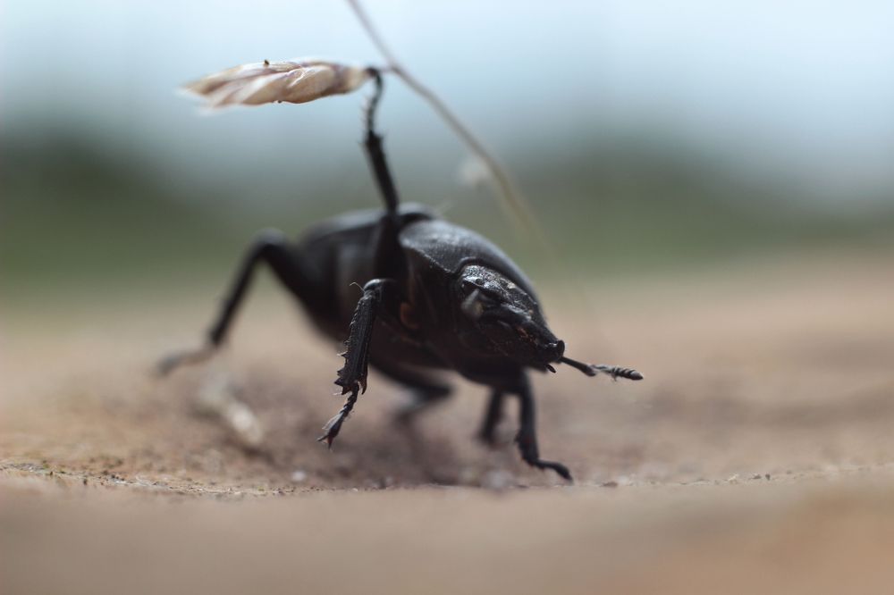 путешествие жука