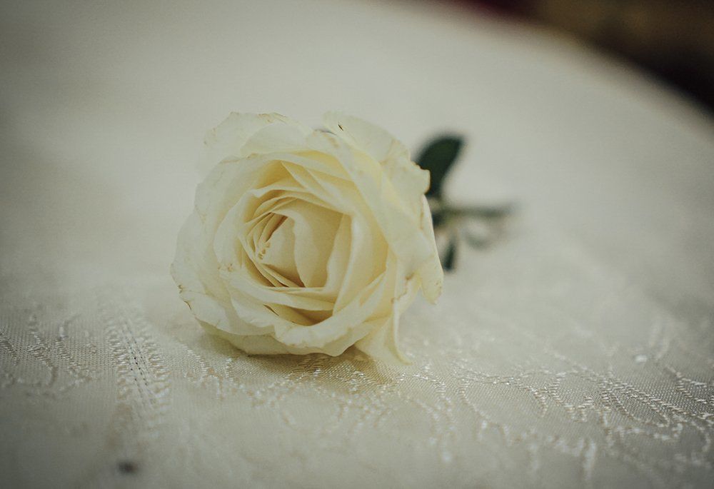 white rose