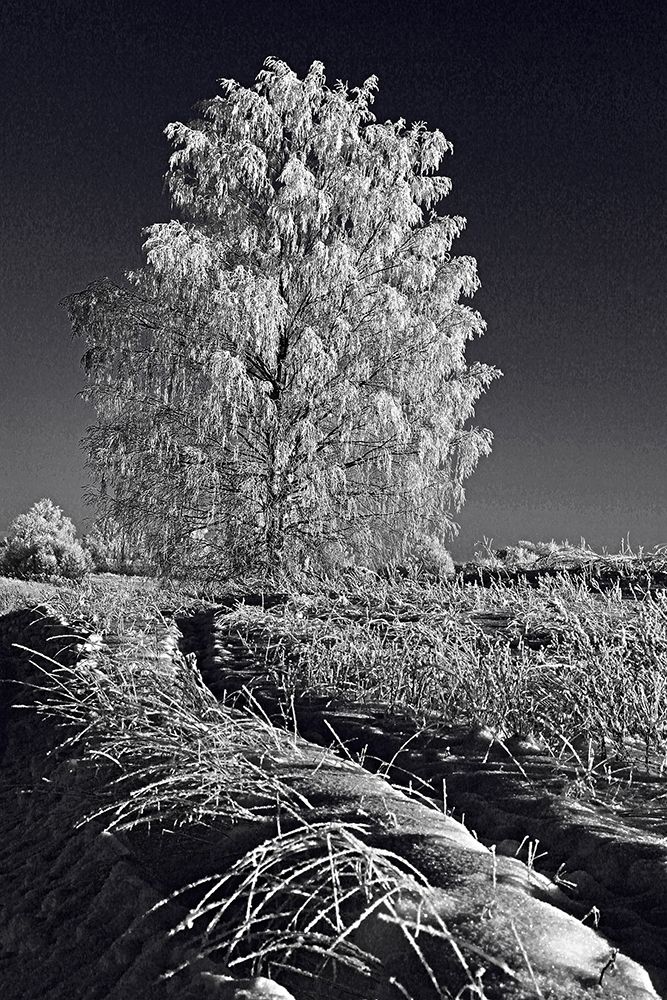 СЕРЕБРО ЗИМЫ