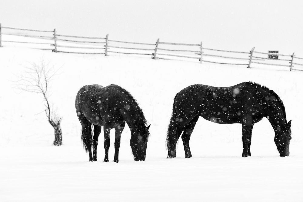 Вкусный снег.