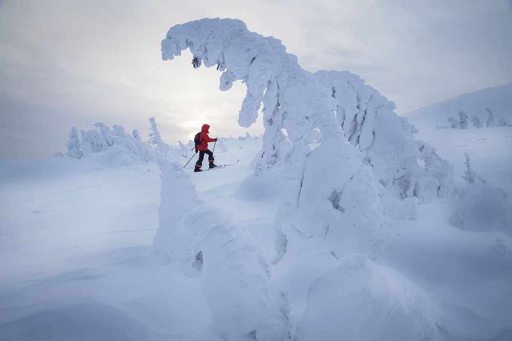 Северные жители