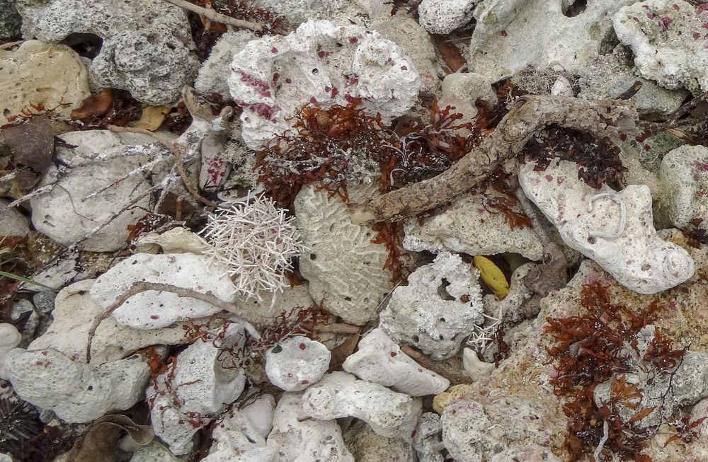 The coast of Guadeloupe