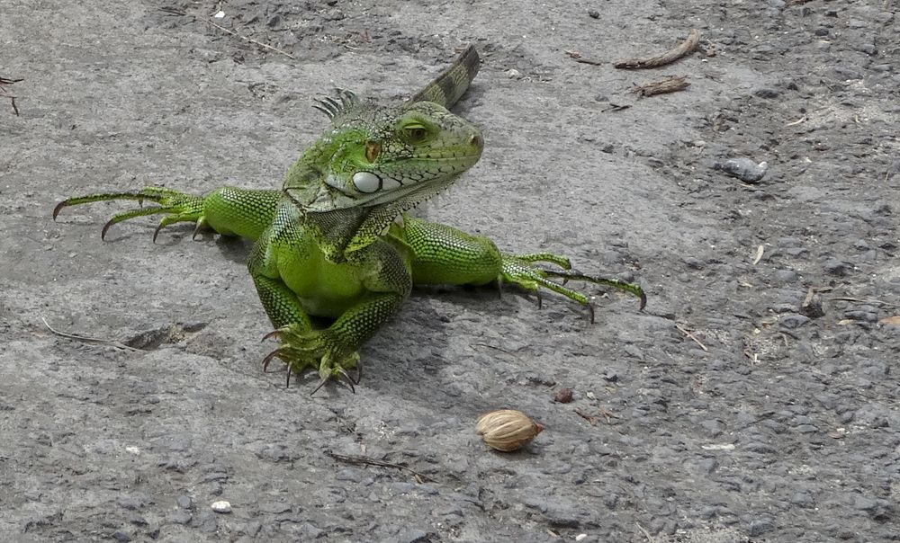Iguana