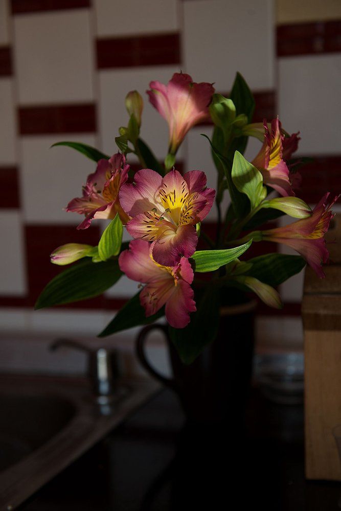 альстермерия