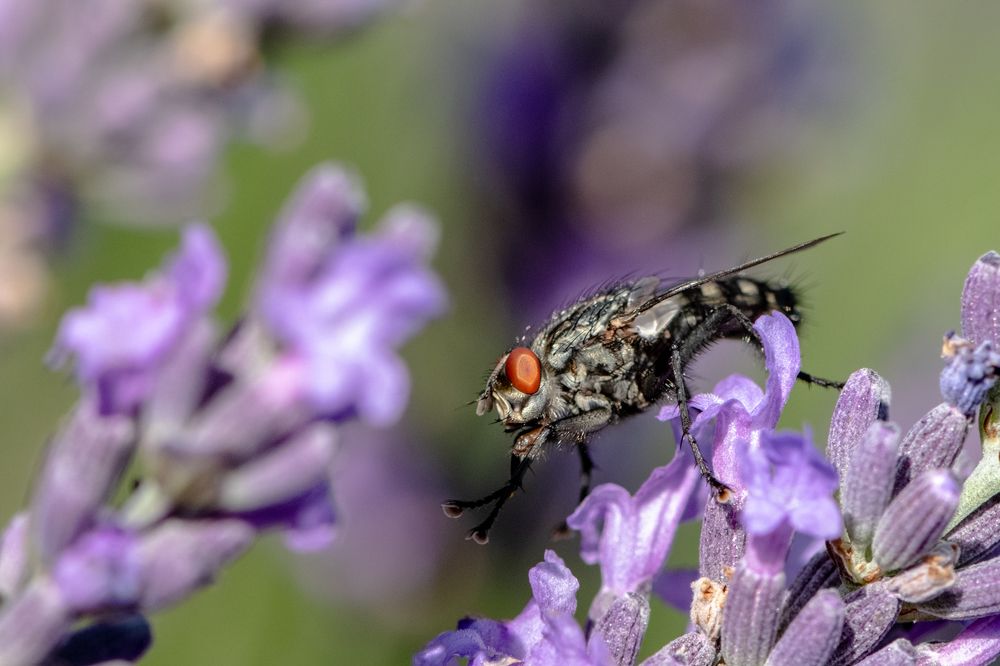 Лавандовая чистюля
