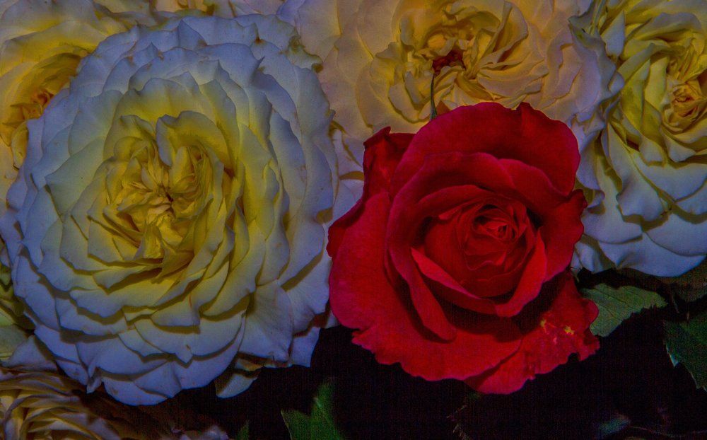 Photograph by jaamee islam