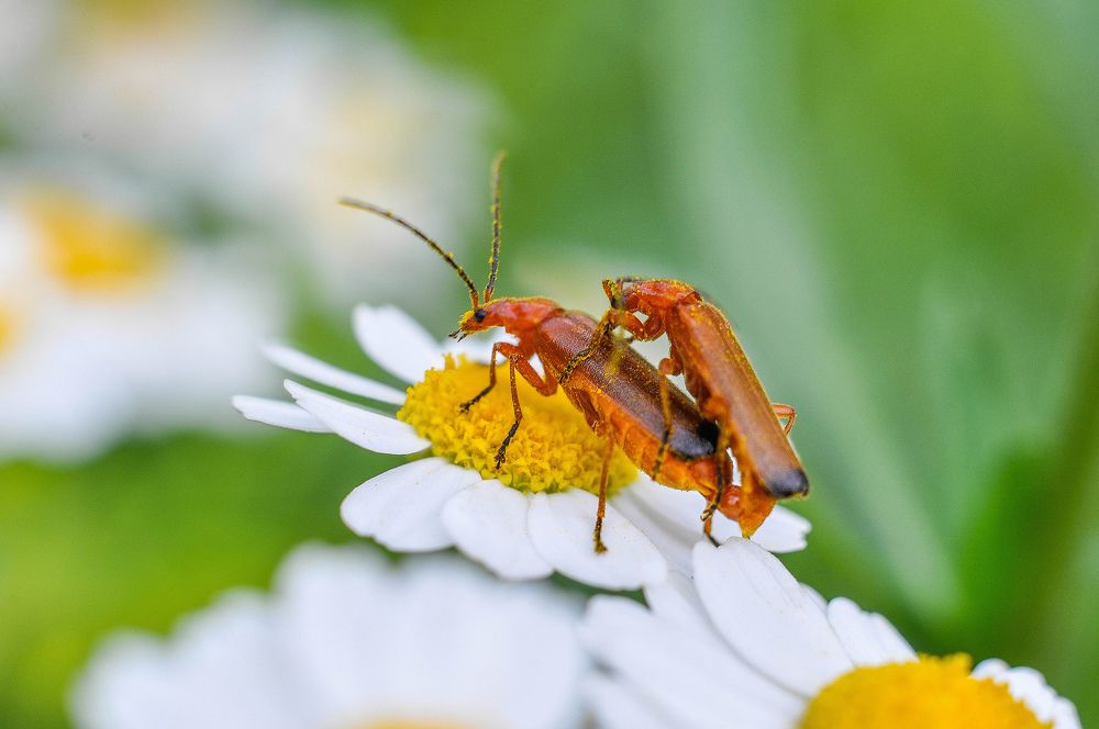 Photograph by Олеся zme