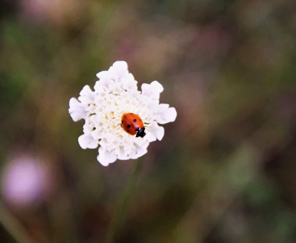 Летний гость