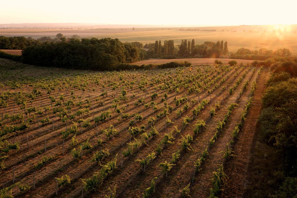 Where the wine energy becomes