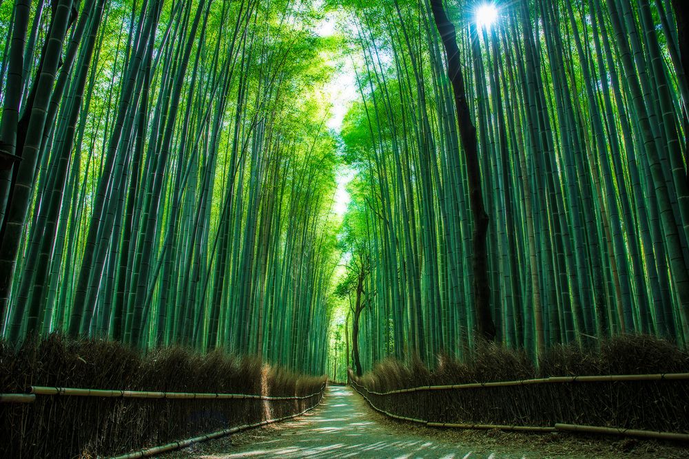 Bamboo forest in Kyoto