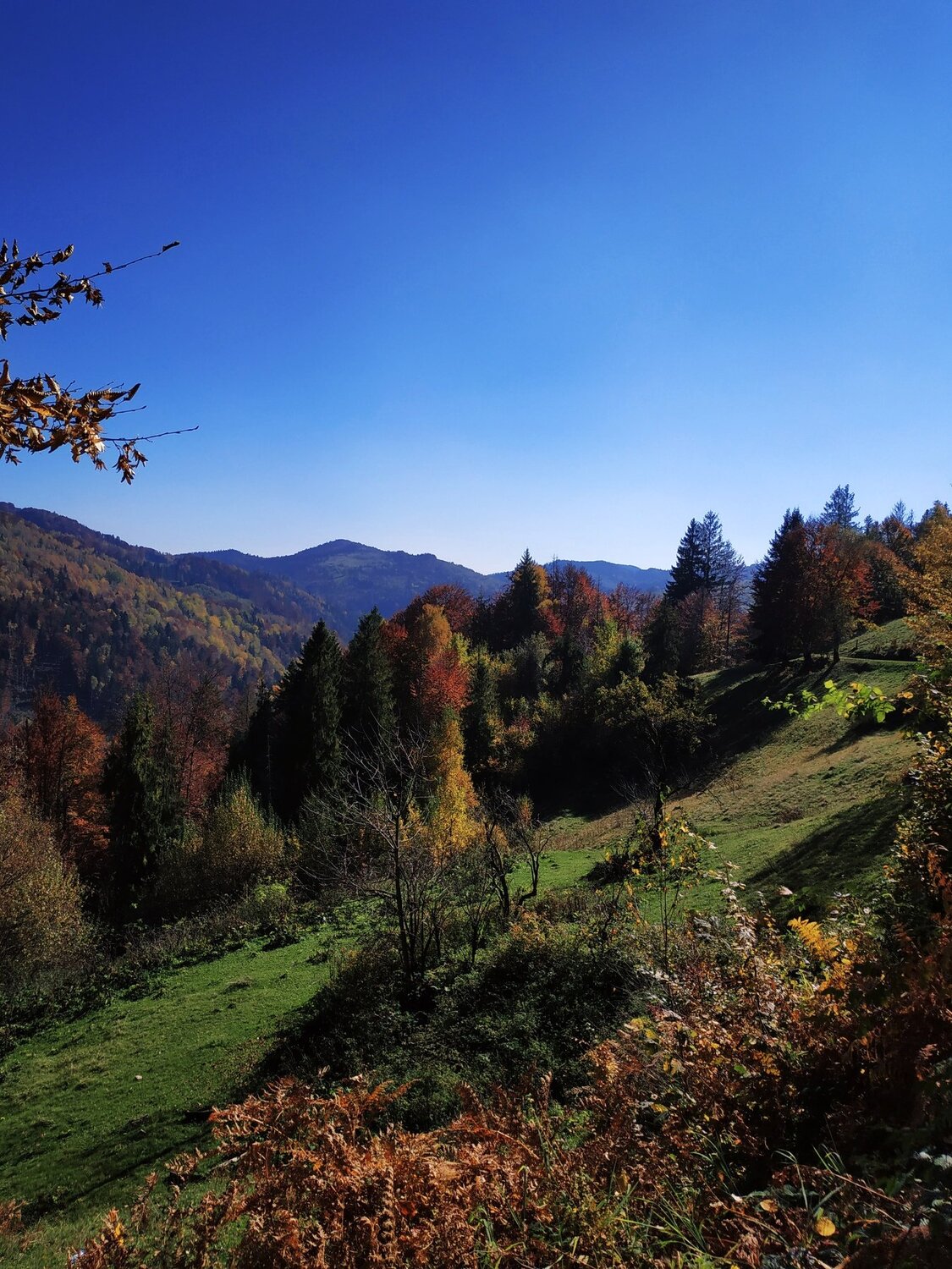 Буковинские Карпати