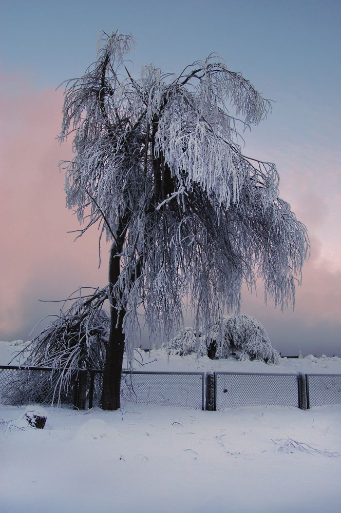 В объятиях инея