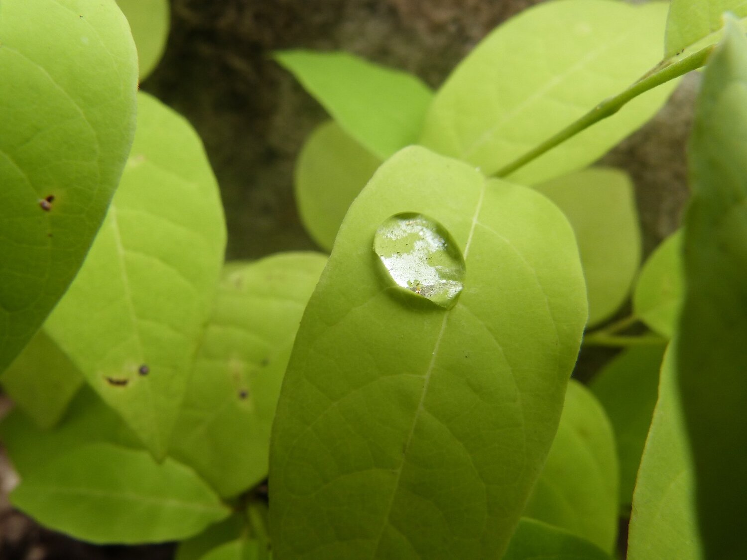 una gota de recuerdo