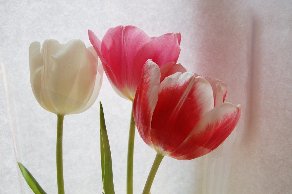 Три тюльпана