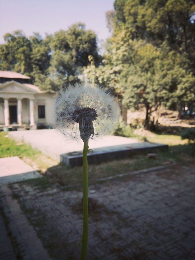 flowers and mobile photography