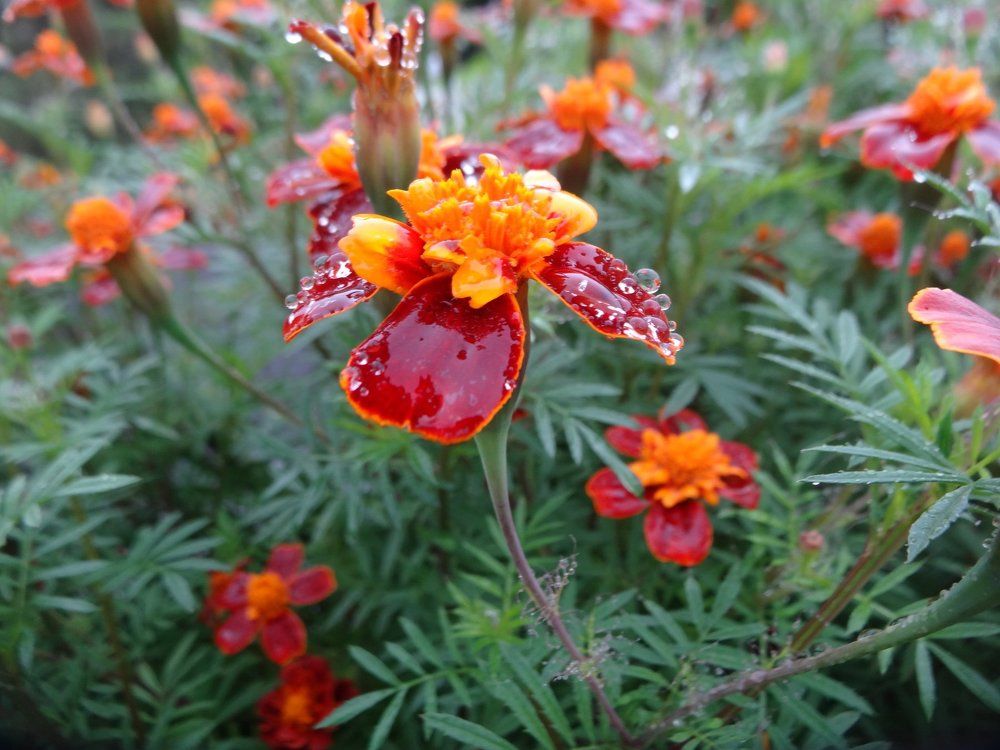 Капли на бархате