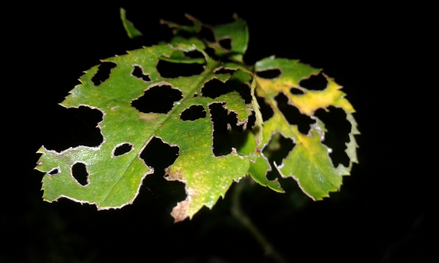Leaves of Rose