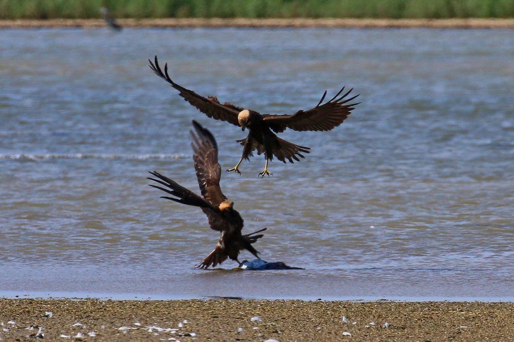 Уроки кикбоксинга от молодых болотных луней