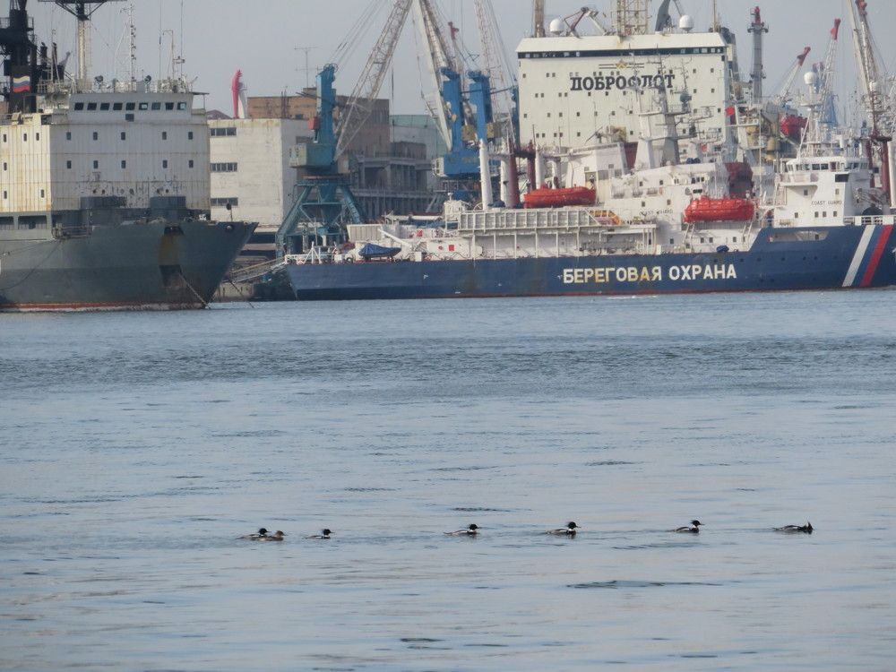 Береговая охрана.