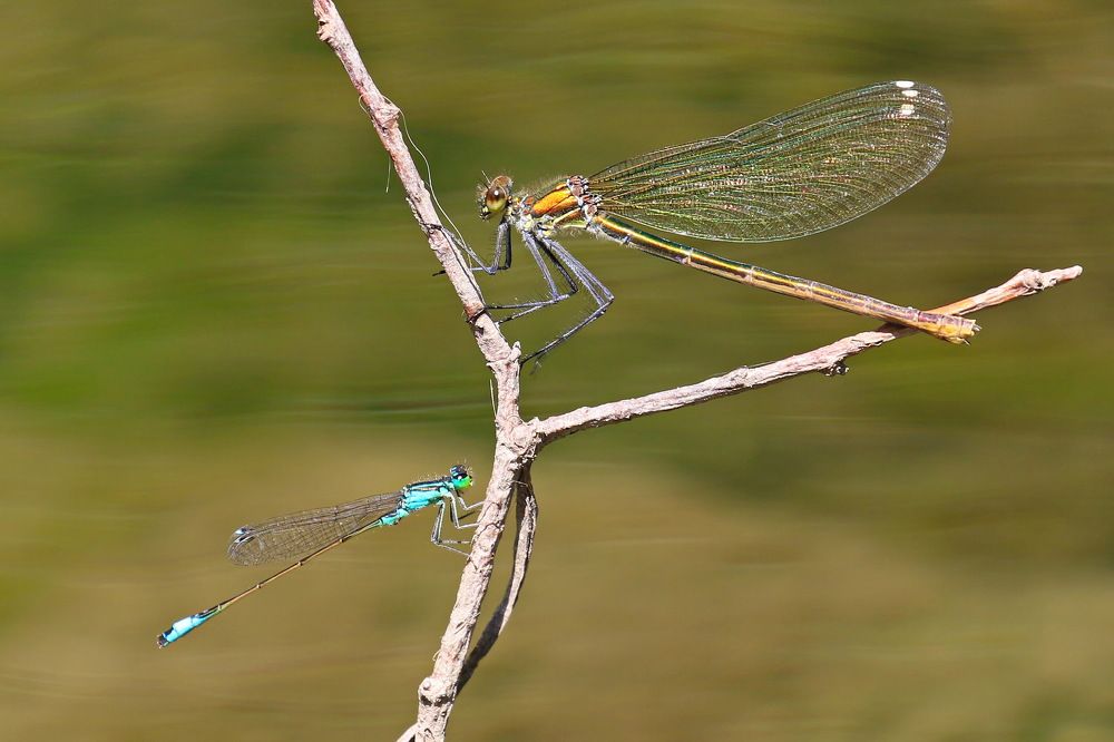 Конкуренция