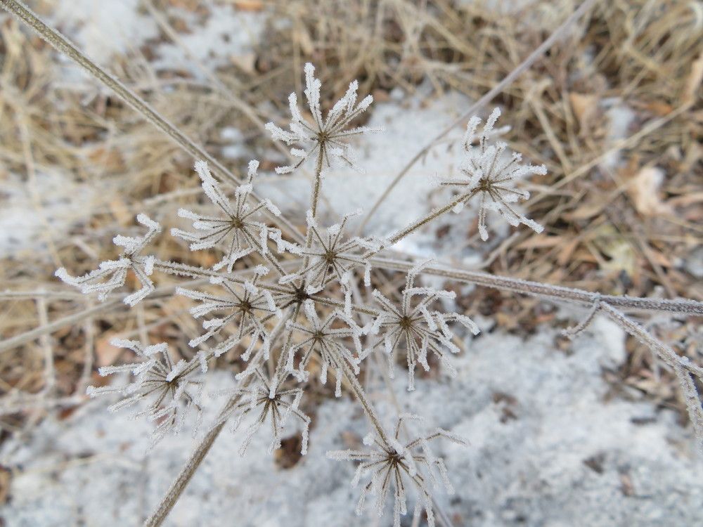 Необычная снежинка.