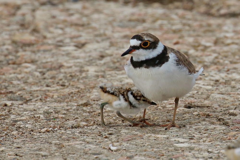 Малый зуёк прячет птенцов от опасности