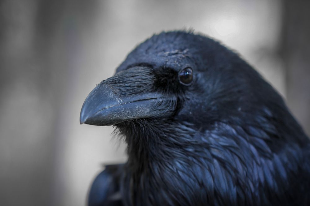 Клюв вороны