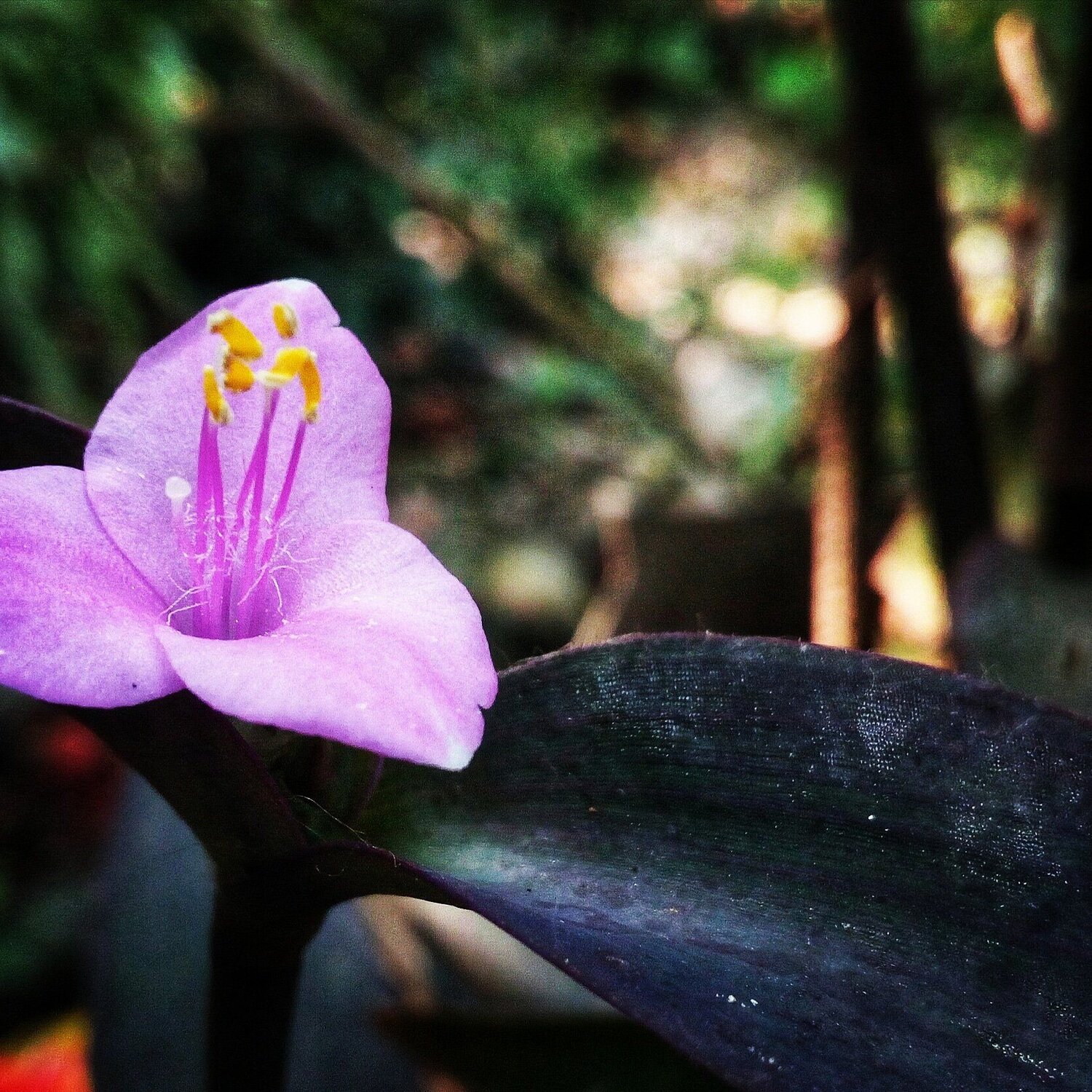 Beauty