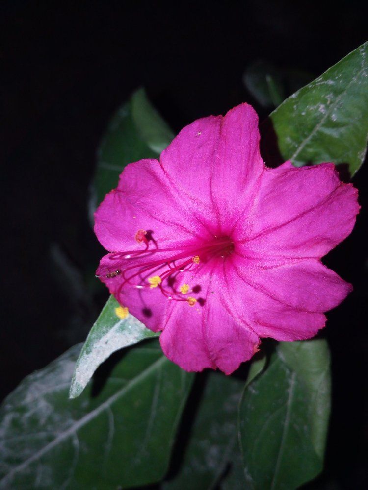 flower still life