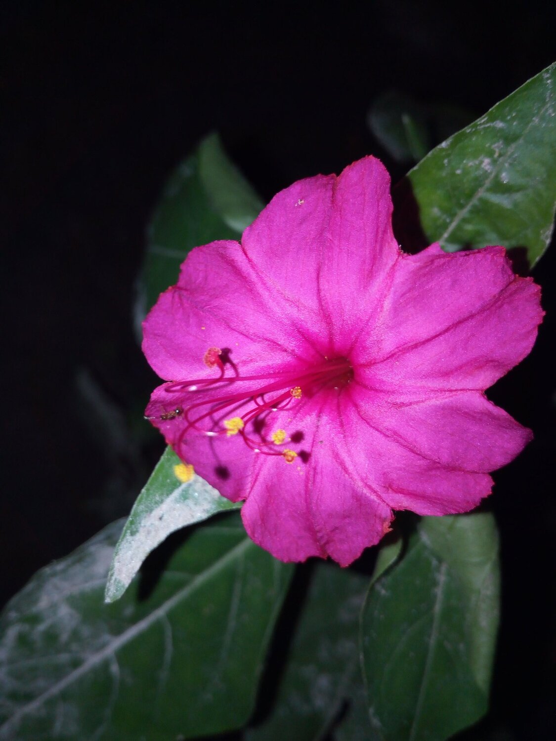 flower still life