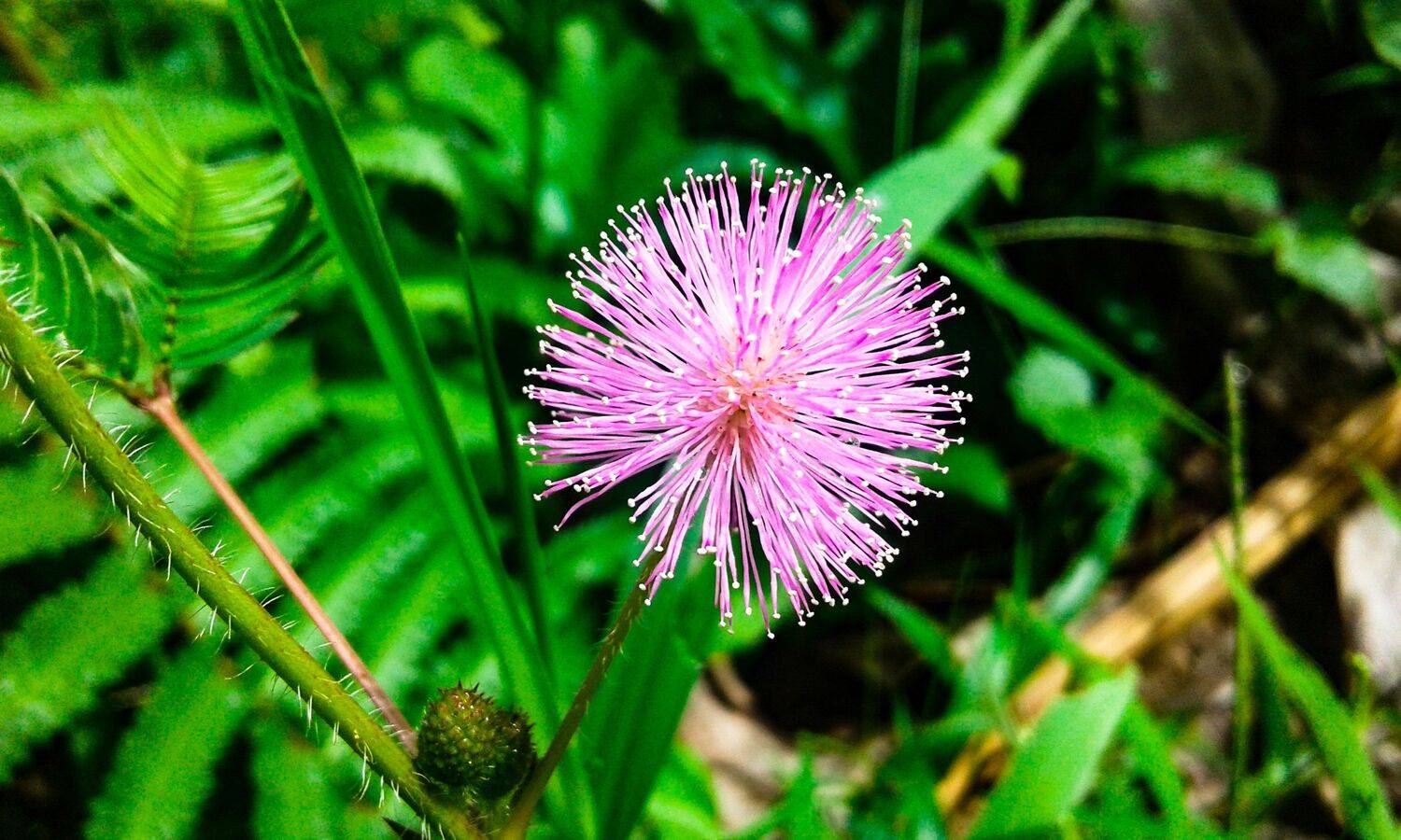 Makahiya Flower