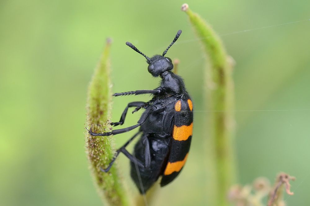Blister Beetle